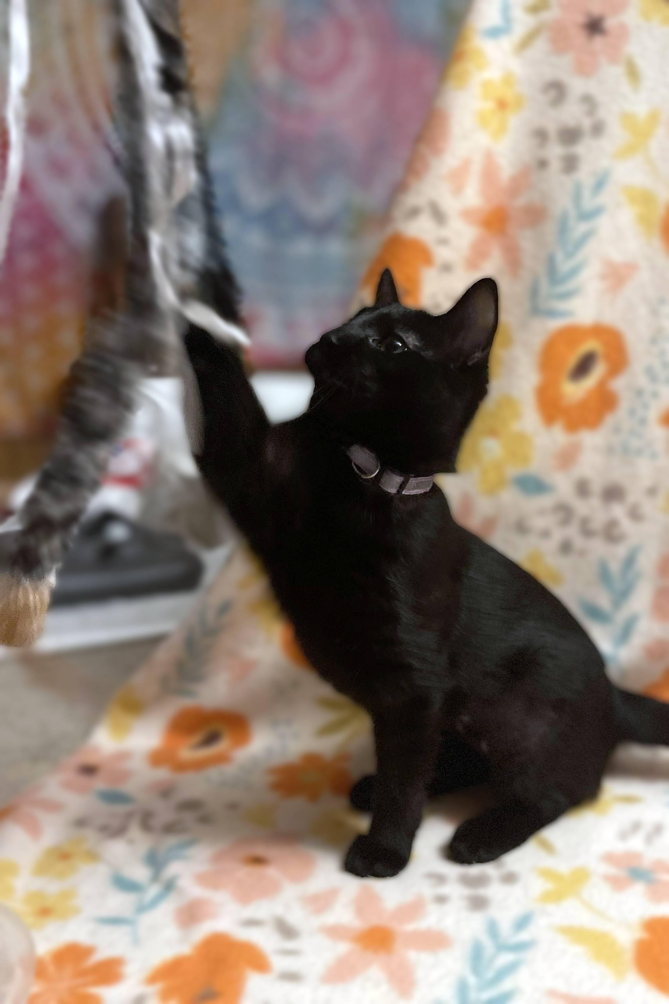 December, an adoptable Domestic Short Hair in Lemoyne, PA image 2/6
