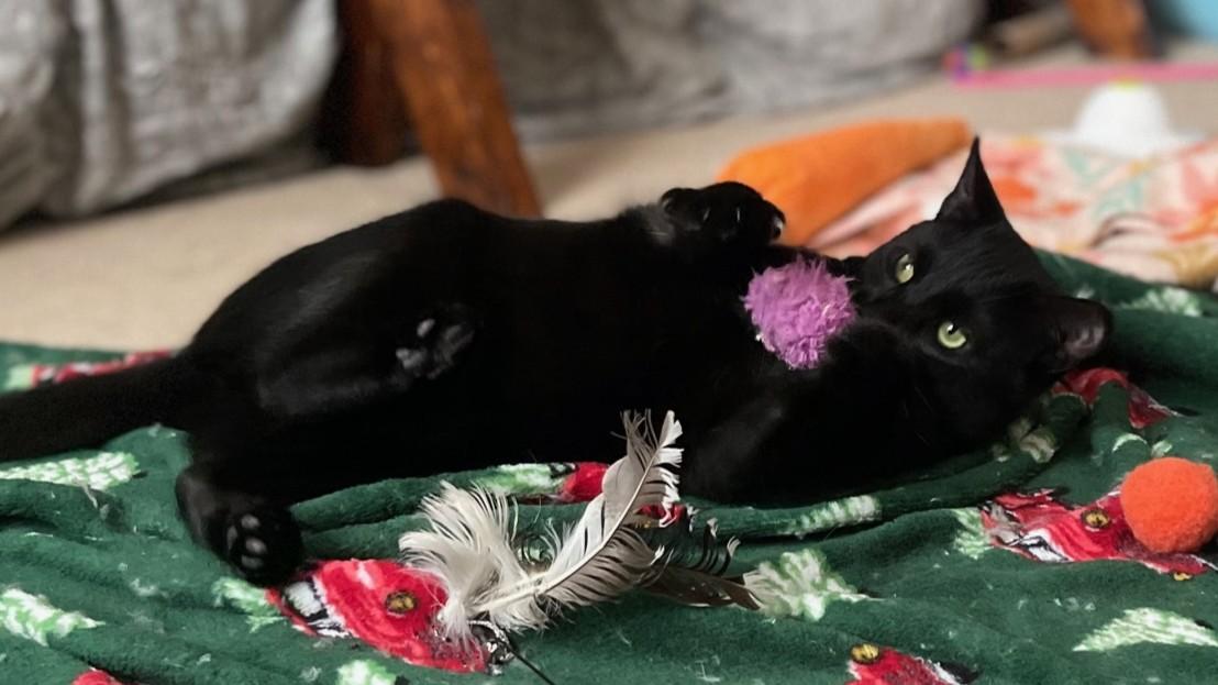 December, an adoptable Domestic Short Hair in Lemoyne, PA image 5/6