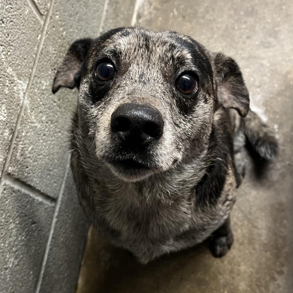 Baxter, Adoptable, Adult Male Mixed Breed.