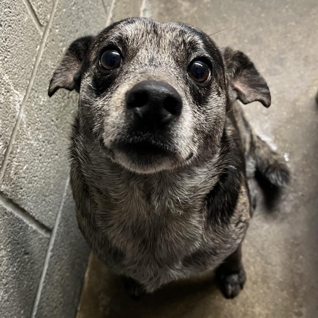 Enlarge Baxter, a Adoptable Mixed Breed in Pauls Valley, OK image 2/2