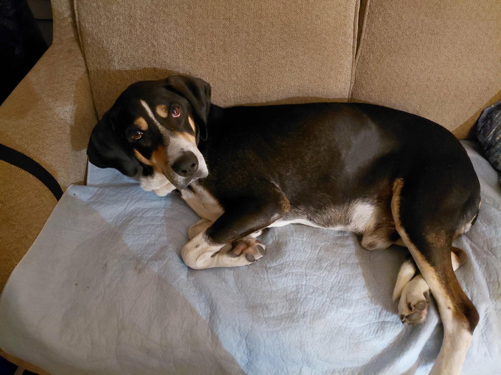 Enlarge Buck *Excellent, easy dog!*, a Adoptable Hound in Crystal, MN image 1/3