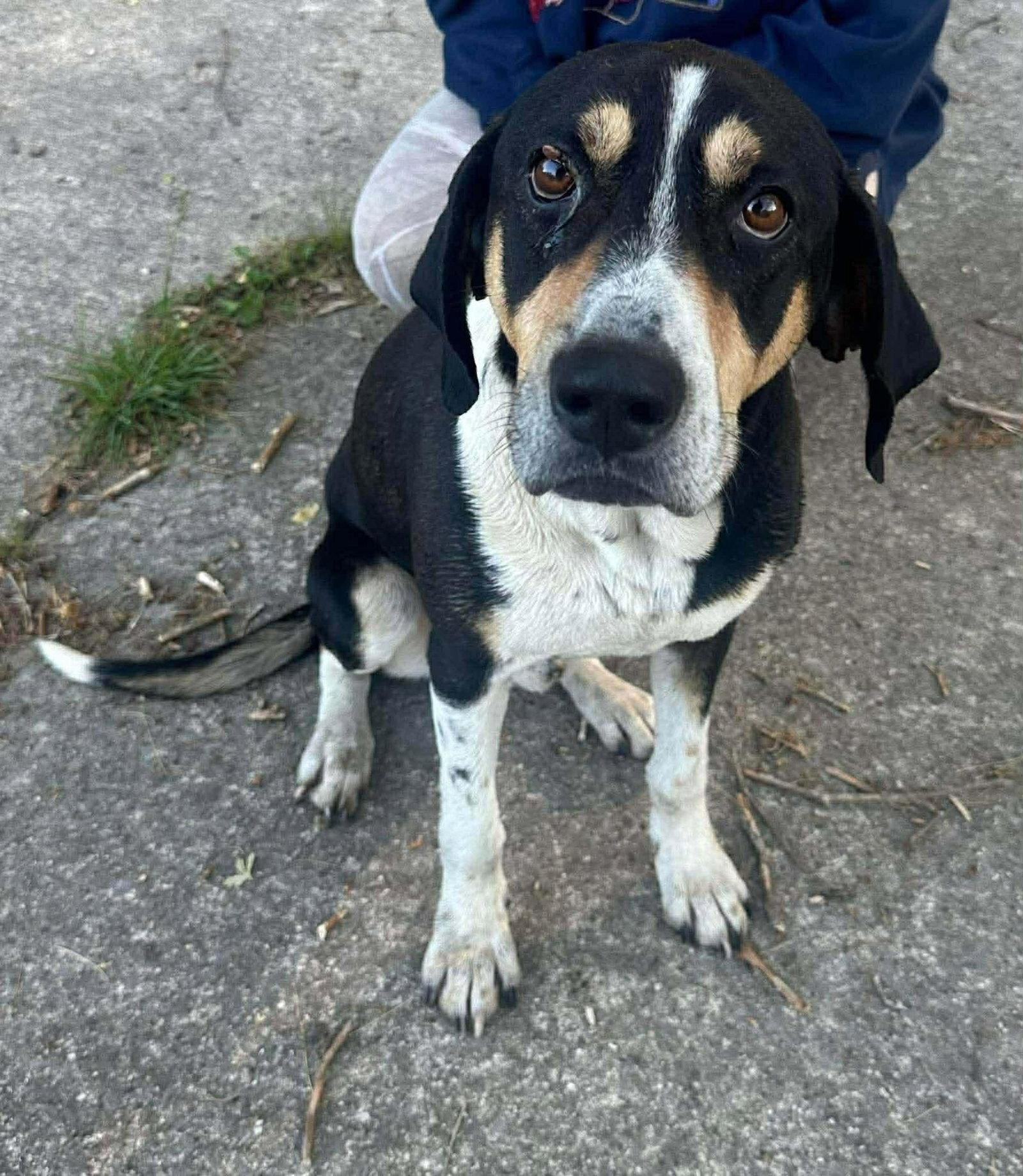 Enlarge Buck *Excellent, easy dog!*, a Adoptable Hound in Crystal, MN image 2/3