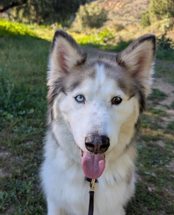 Argo, Adoptable, Adult Male Alaskan Malamute.