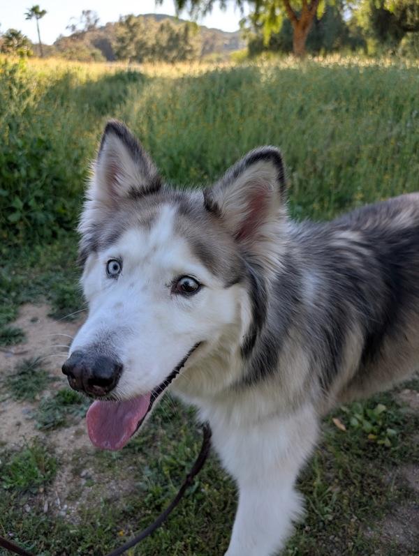 Enlarge Argo, a Adoptable mixed breed in Escondido, CA image 2/6