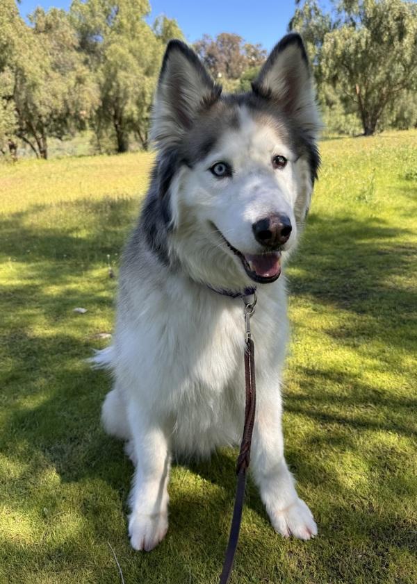 Enlarge Argo, a Adoptable mixed breed in Escondido, CA image 3/6