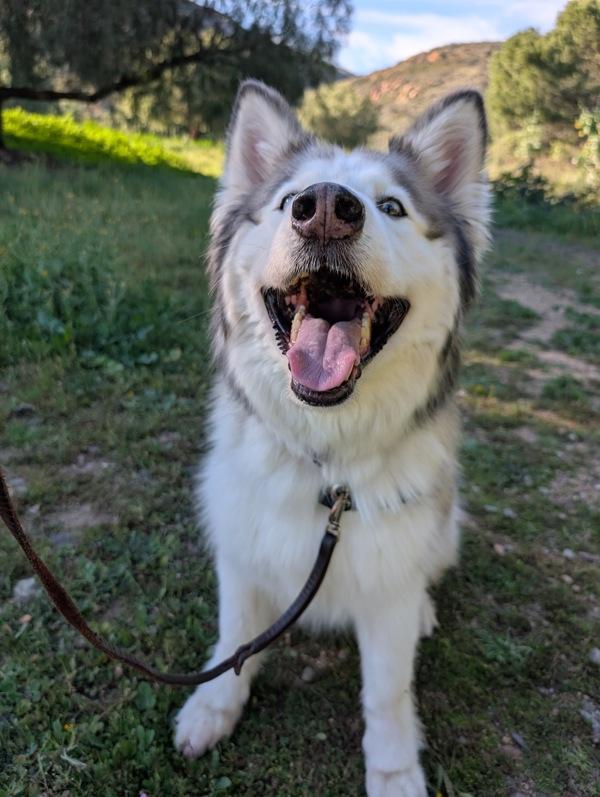 Enlarge Argo, a Adoptable mixed breed in Escondido, CA image 4/6