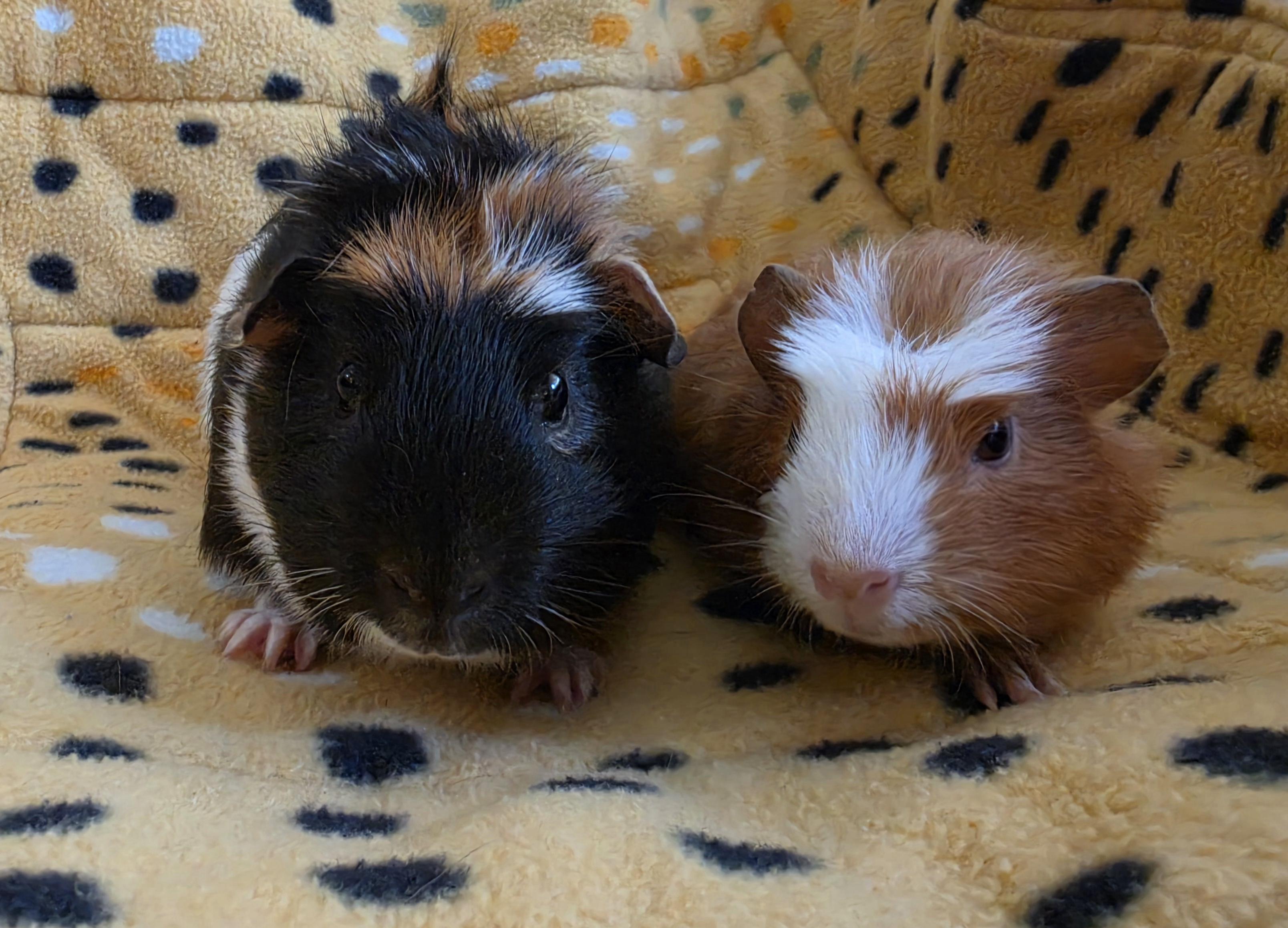 Enlarge Jimothy and Sonic, a Adoptable Guinea Pig in Santa Monica, CA image 6/6
