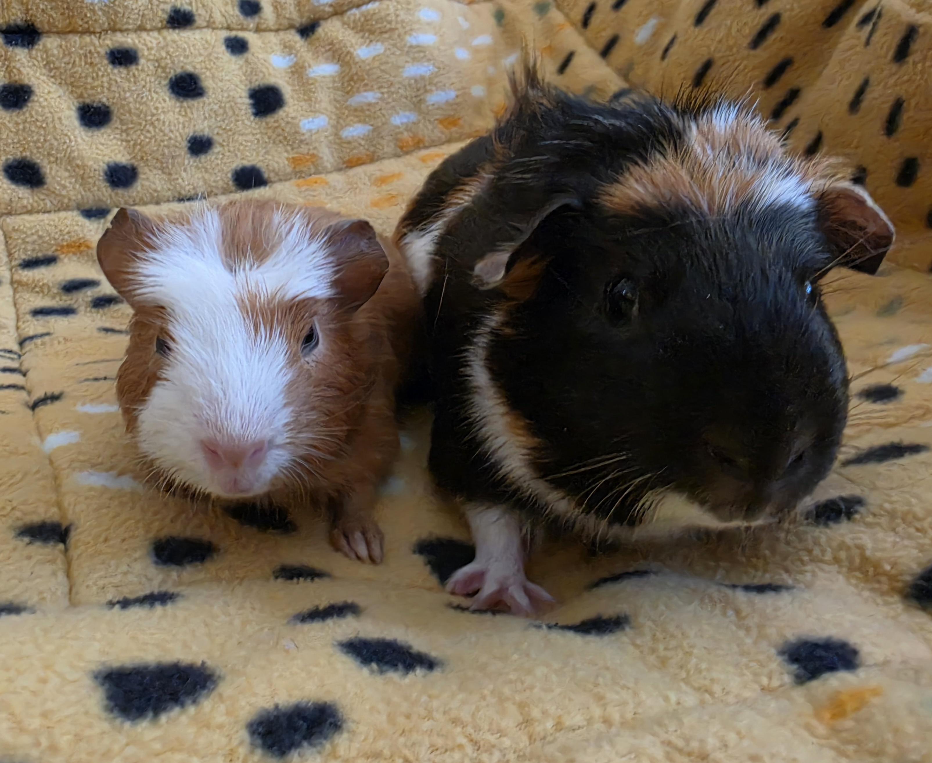 Enlarge Jimothy and Sonic, a Adoptable Guinea Pig in Santa Monica, CA image 4/6