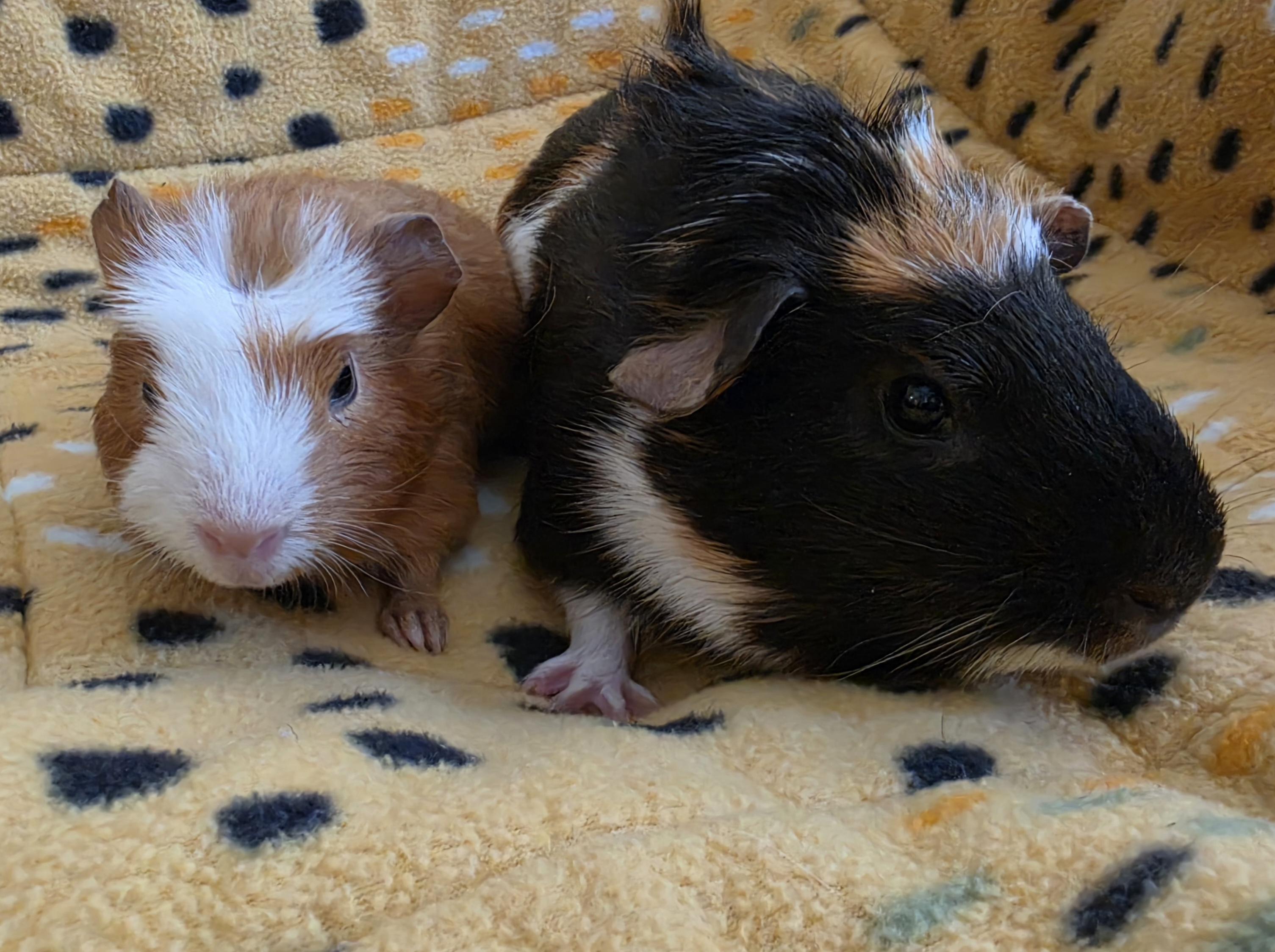 Enlarge Jimothy and Sonic, a Adoptable Guinea Pig in Santa Monica, CA image 5/6