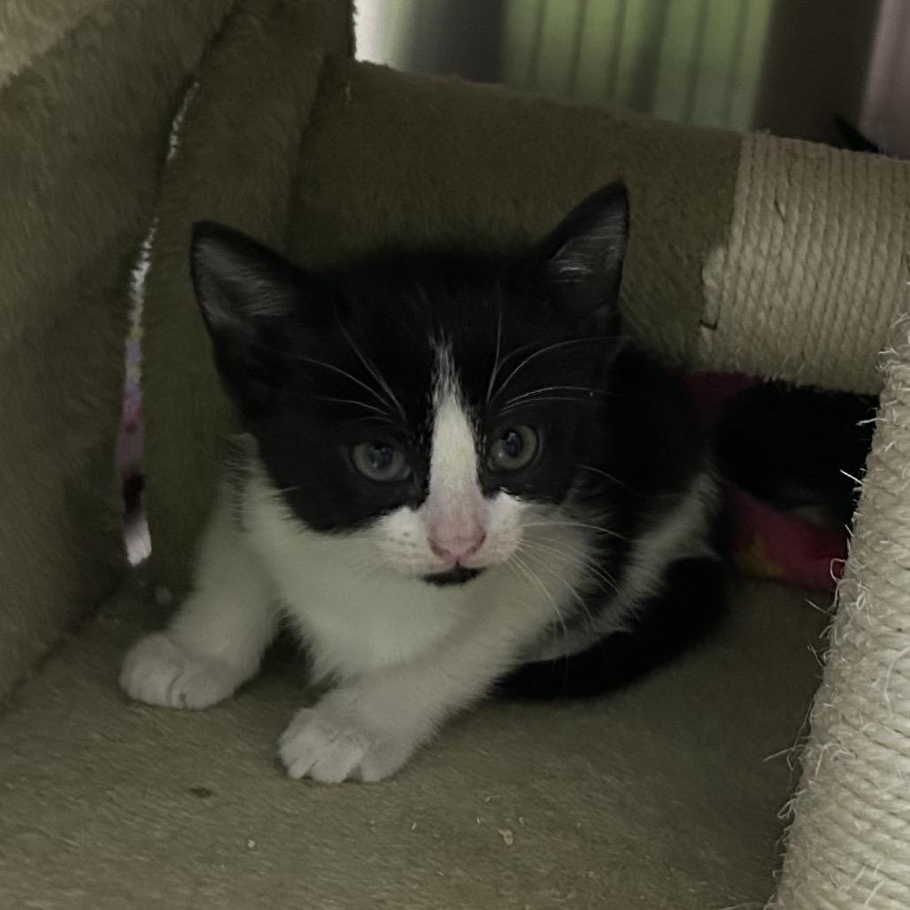 Spooky, Adoptable, Kitten Female Domestic Short Hair.