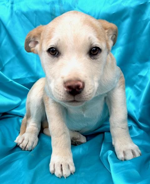 Patron Spirits thumbnail 6