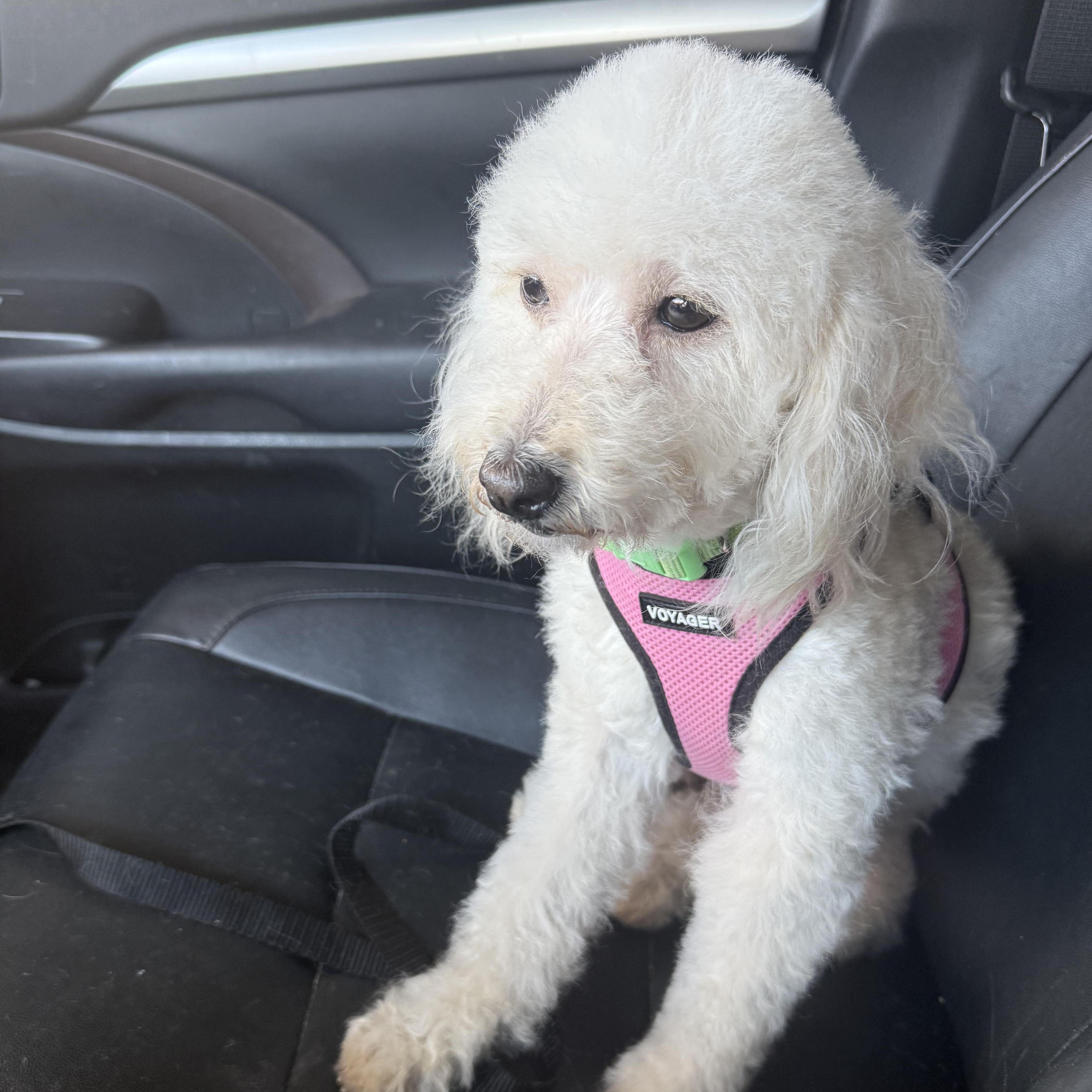 Enlarge Emmie, an adopted Miniature Poodle in Tucson, AZ image 3/3