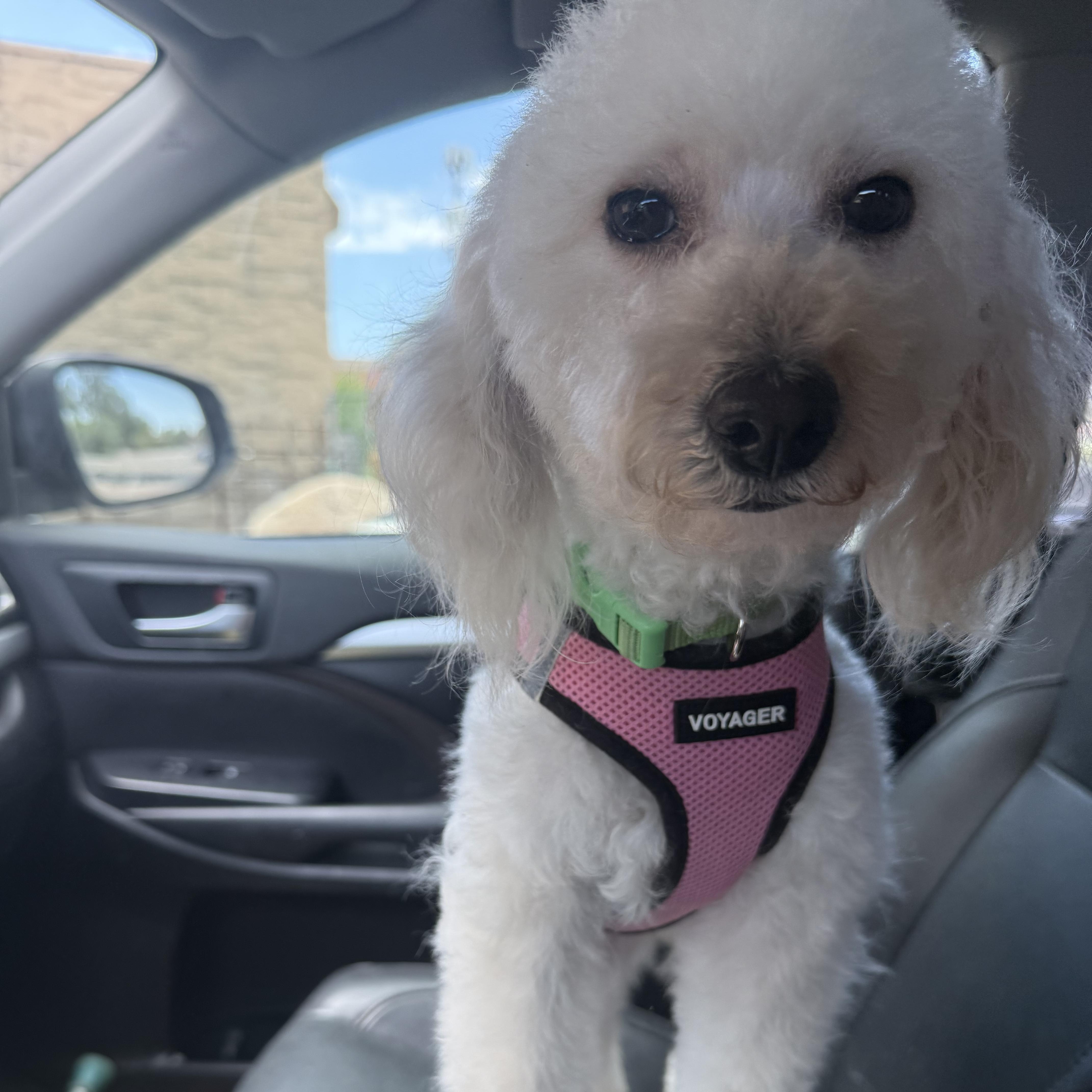 Emmie, adopted, Adult Female Miniature Poodle.