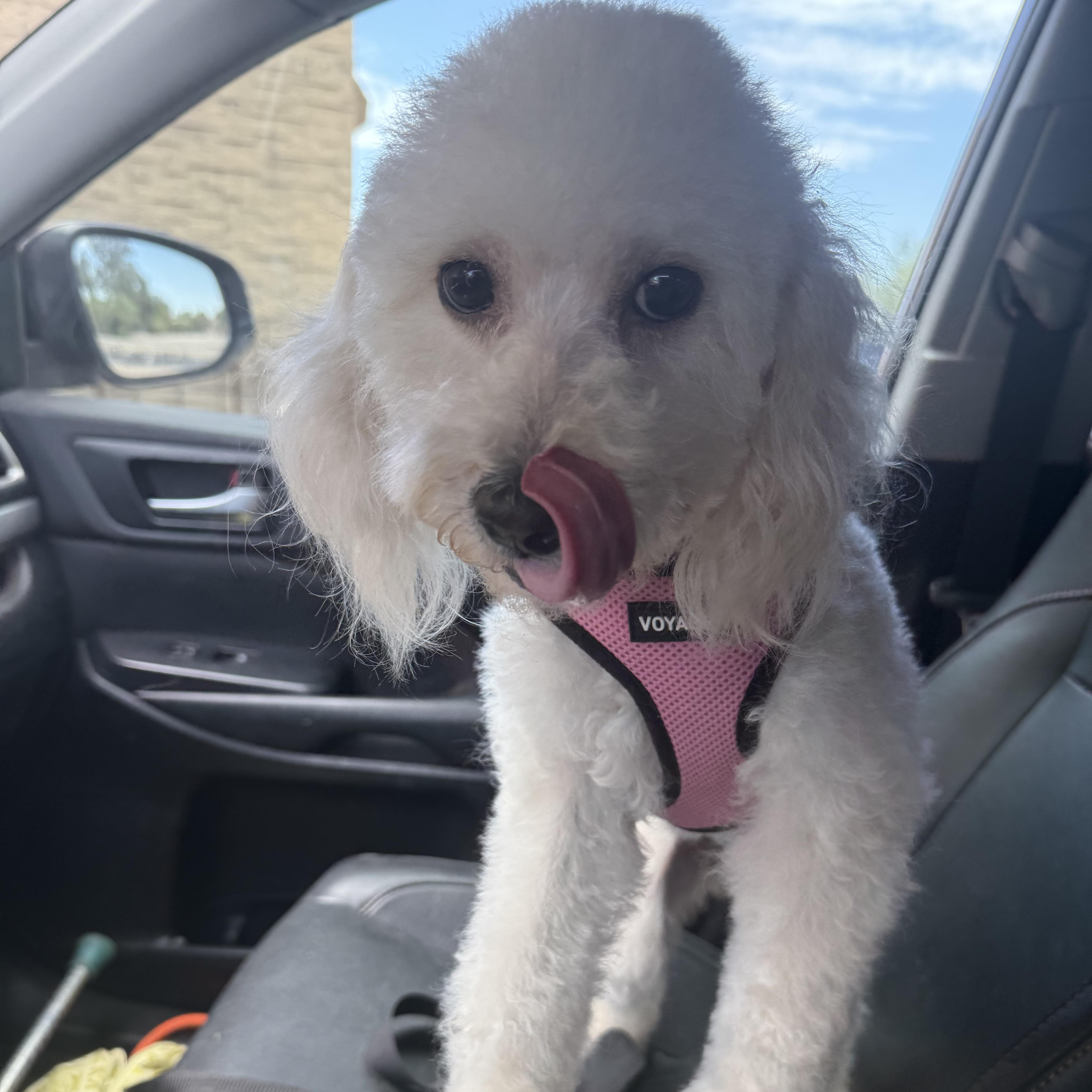 Enlarge Emmie, an adopted Miniature Poodle in Tucson, AZ image 2/3