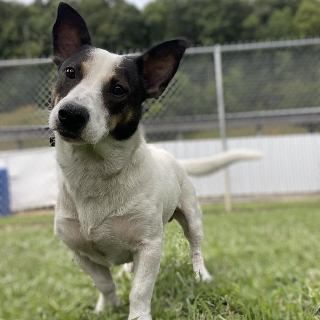 Logan, Adoptable, Adult Male Mixed Breed & Corgi.