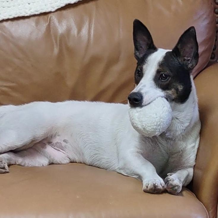 Enlarge Logan, a Adoptable mixed breed in Blairsville, GA image 2/6