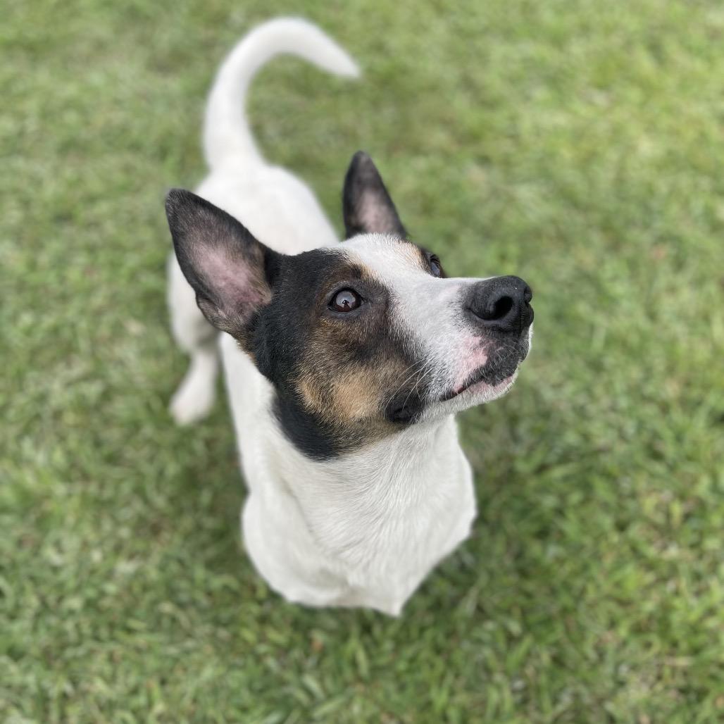 Enlarge Logan, a Adoptable mixed breed in Blairsville, GA image 3/6