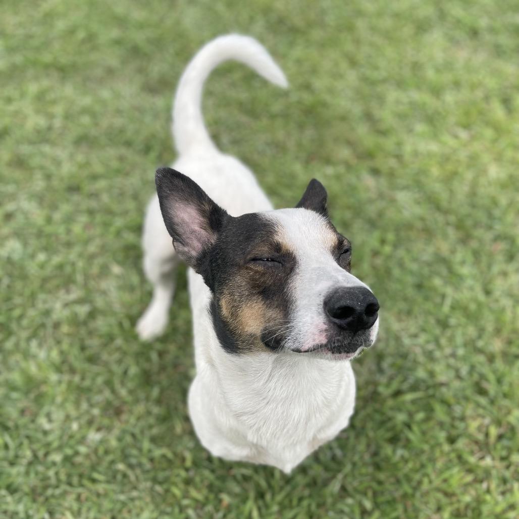 Enlarge Logan, a Adoptable mixed breed in Blairsville, GA image 4/6