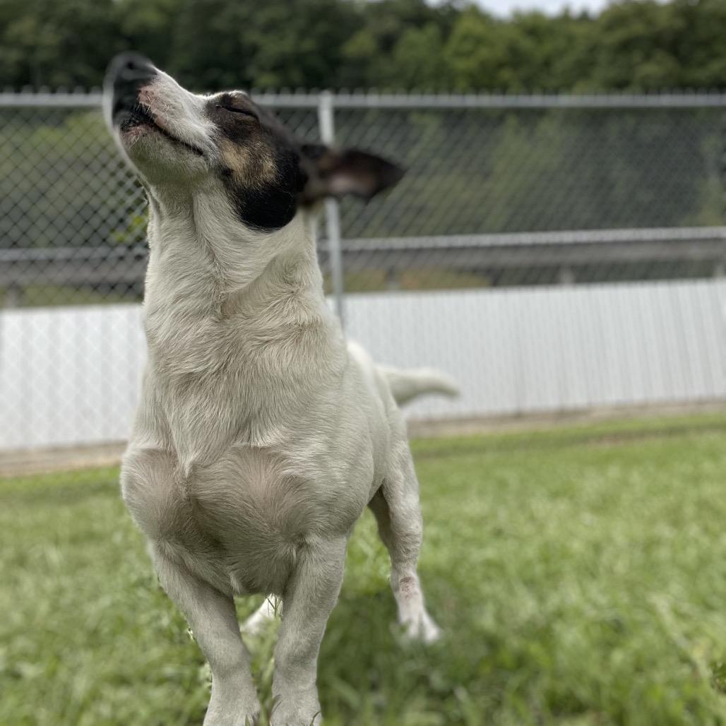 Enlarge Logan, a Adoptable mixed breed in Blairsville, GA image 5/6