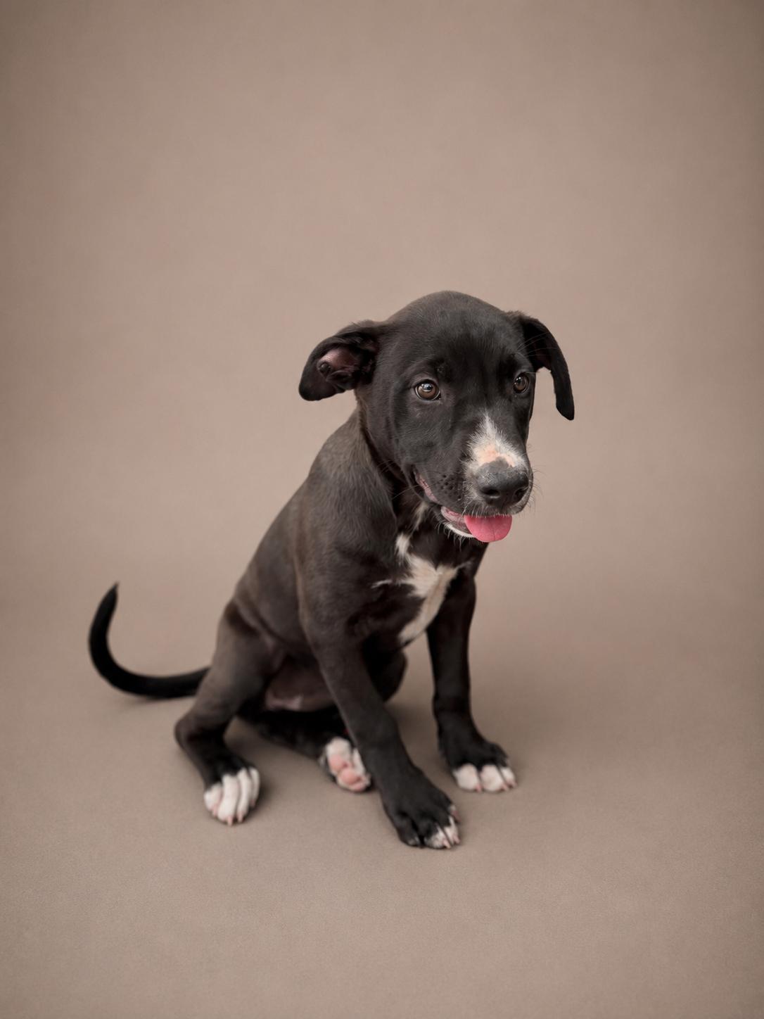 Jane, Adoptable, Puppy Female American Bully & Pit Bull Terrier.