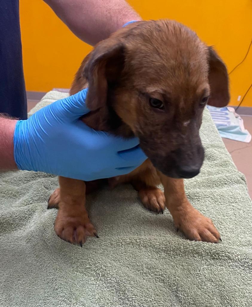 Enlarge Torte, a Adoptable mixed breed in Bryant, AR image 1/1