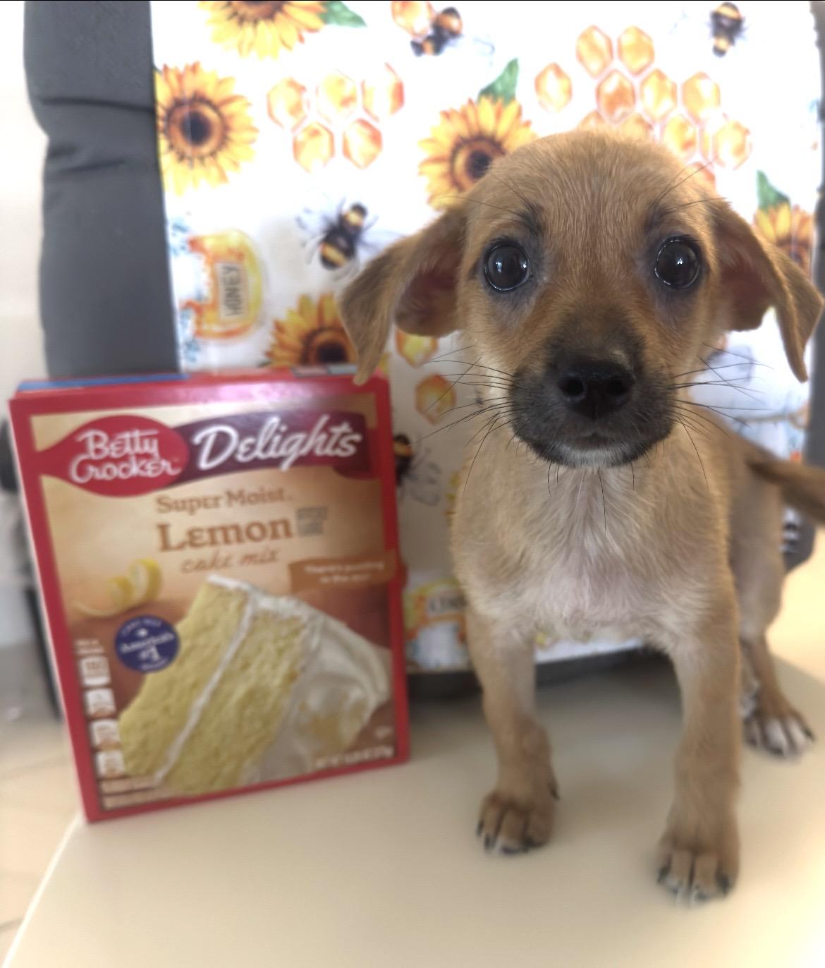 Hoagie, ADOPTABLE, Puppy Male Dachshund & Chihuahua.