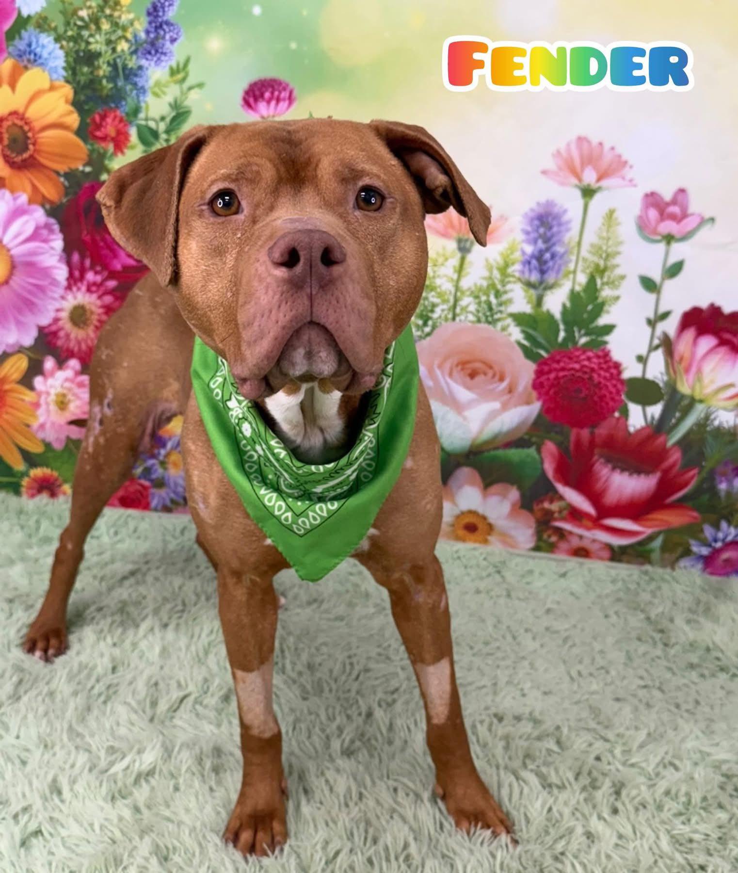 Fender, ADOPTABLE, Adult Male Mixed Breed.