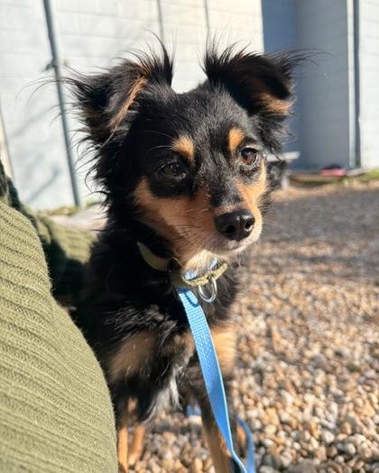 Enlarge Peaches, a Adoptable mixed breed in Saint Petersburg, FL image 1/2