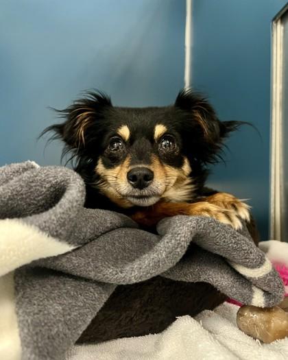 Peaches, Adoptable, Adult Female Mixed Breed & Mixed Breed.