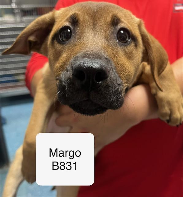 Margo, Adoptable, Puppy Female Labrador Retriever.