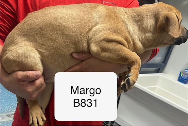 Enlarge Margo, a Adoptable mixed breed in Morganton, NC image 2/2