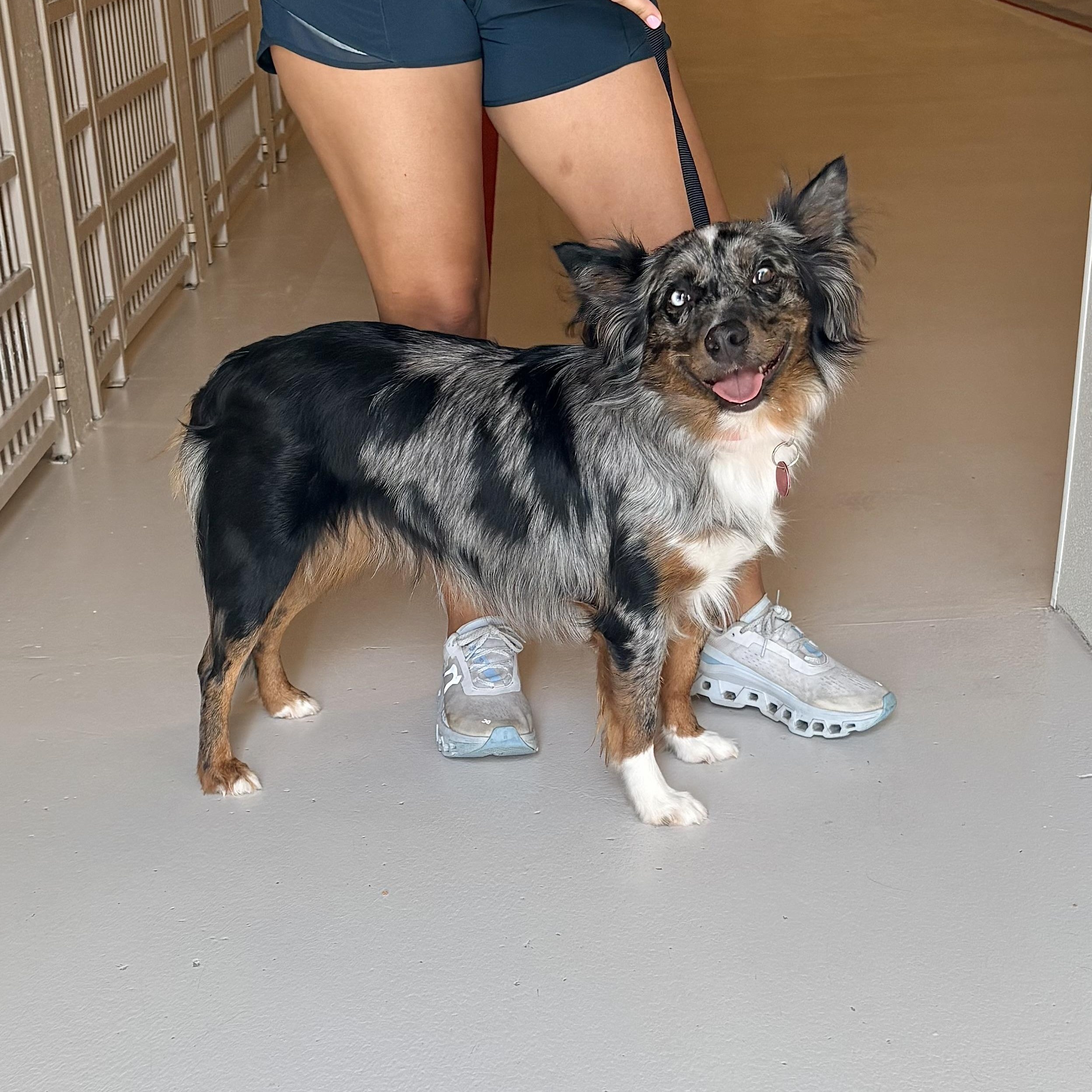 Roxy, Adopted, Adult Female Australian Shepherd.