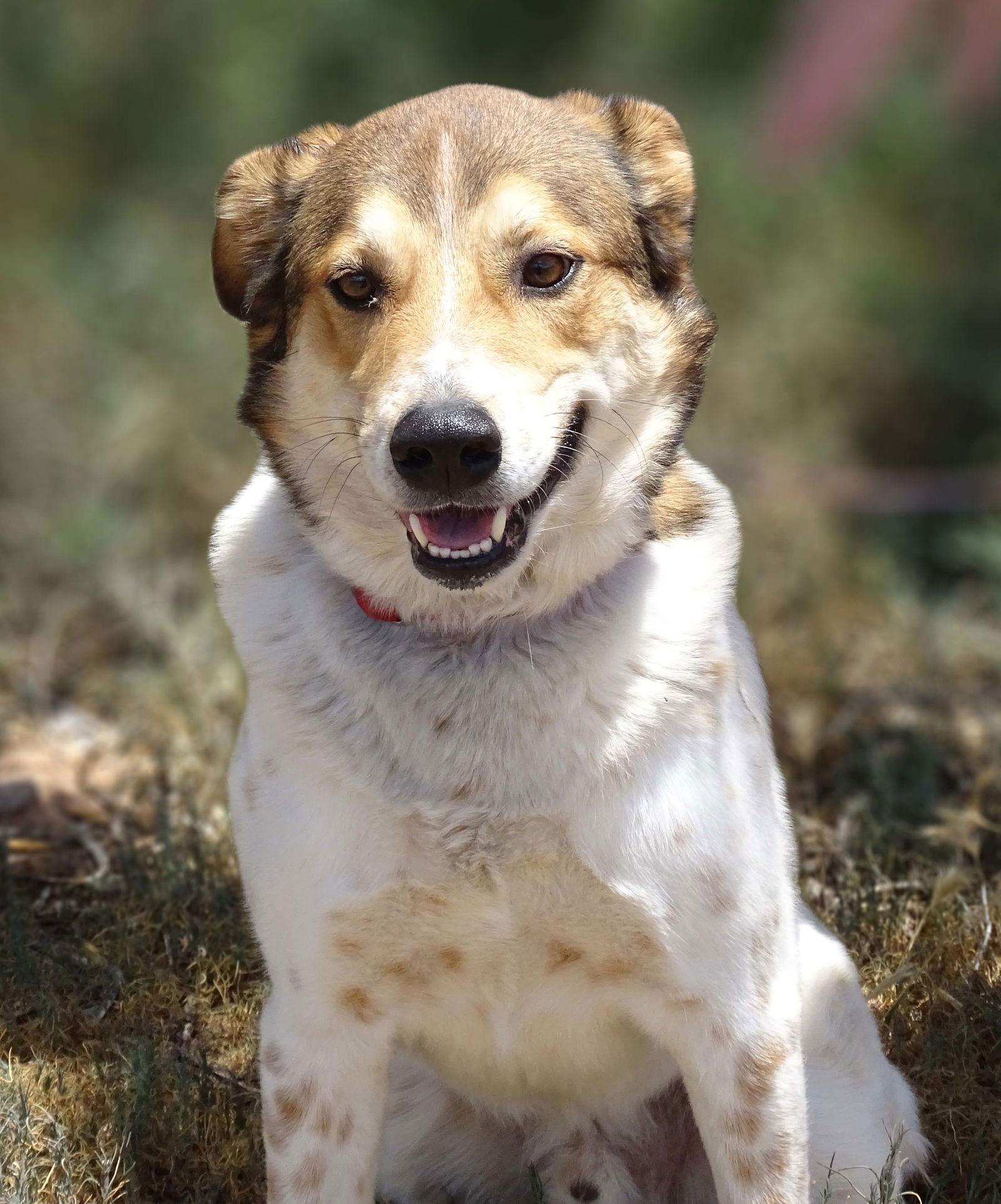 Django, a Adoptable Australian Cattle Dog / Blue Heeler in Cottonwood, AZ image 1/5