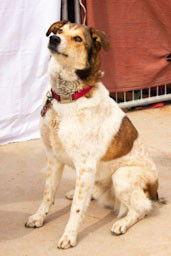 Django, a Adoptable Australian Cattle Dog / Blue Heeler in Cottonwood, AZ image 2/5