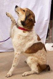 Django, a Adoptable Australian Cattle Dog / Blue Heeler in Cottonwood, AZ image 3/5
