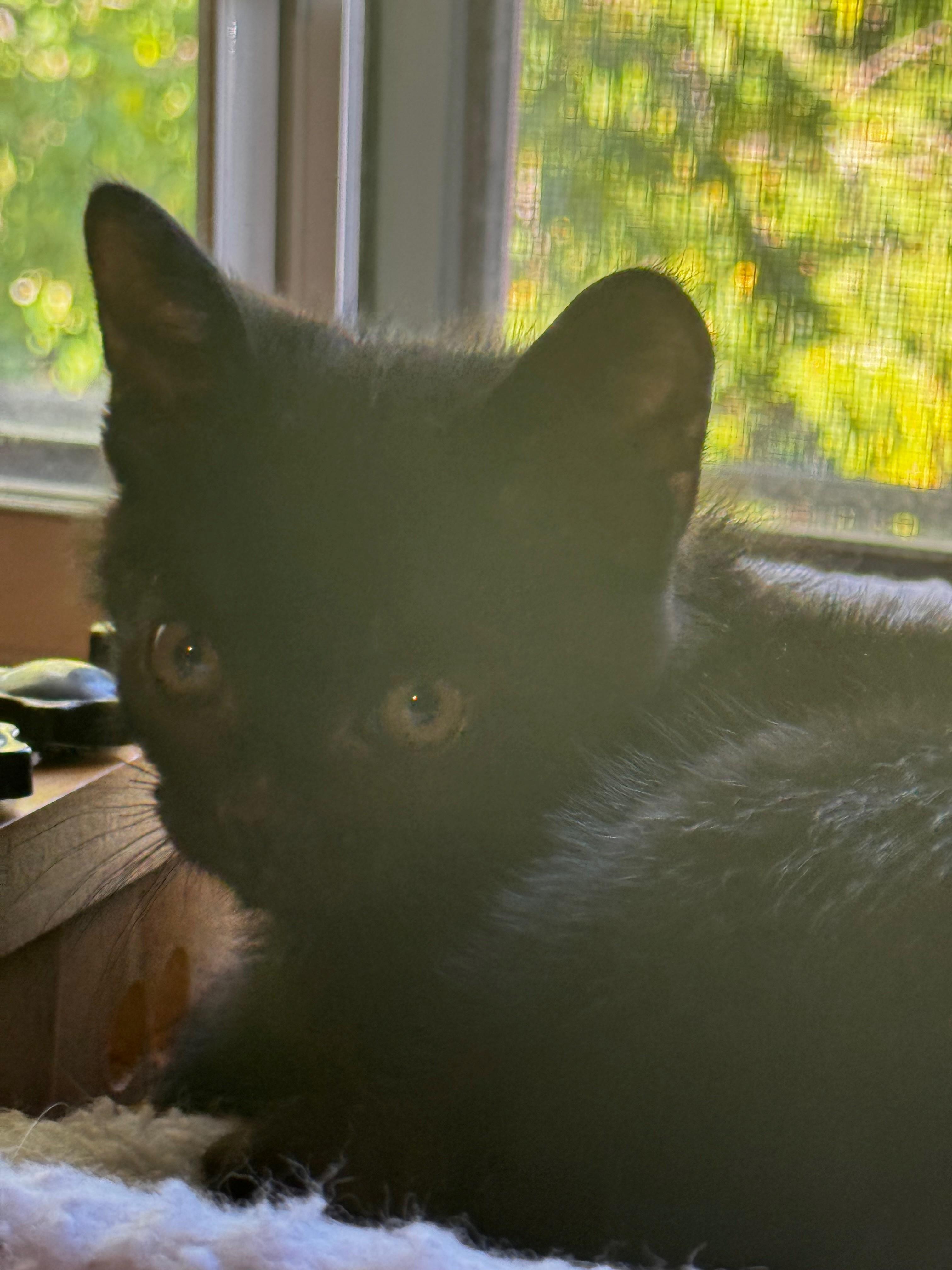 Enlarge Hugo, a Adoptable Domestic Short Hair in Hamilton, ON image 3/5