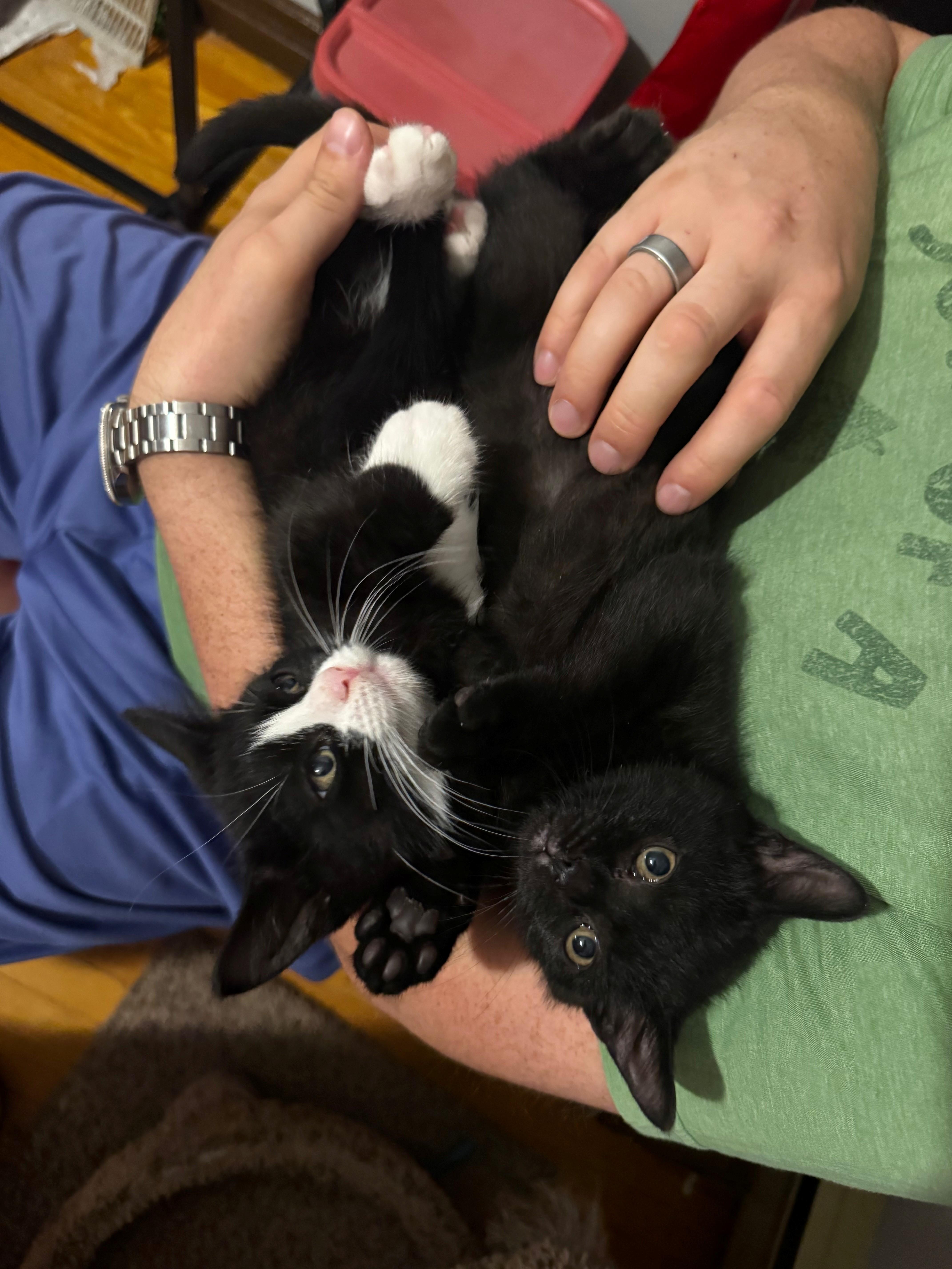 Enlarge Hugo, a Adoptable Domestic Short Hair in Hamilton, ON image 5/5
