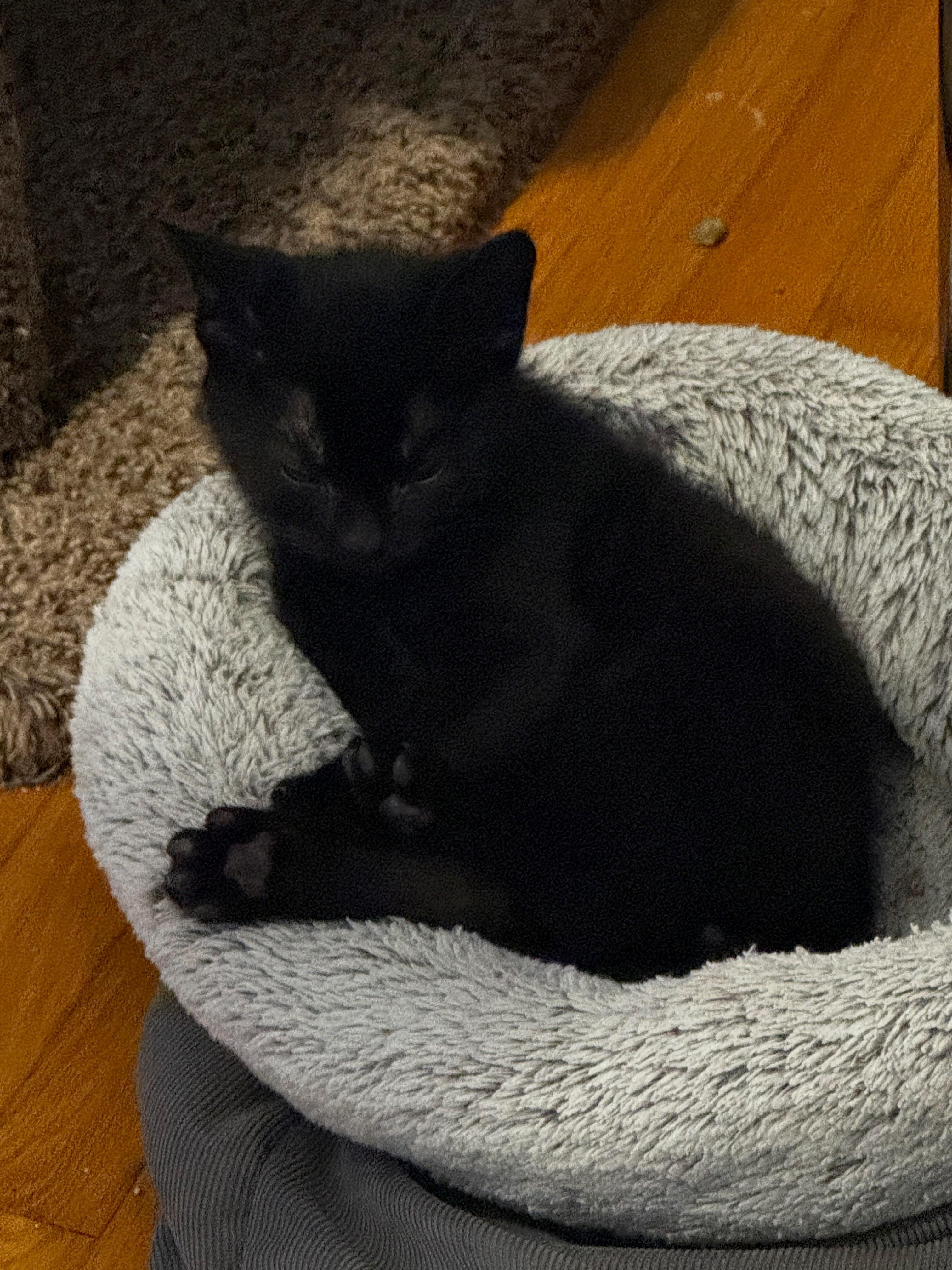 Enlarge Hugo, a Adoptable Domestic Short Hair in Hamilton, ON image 1/5