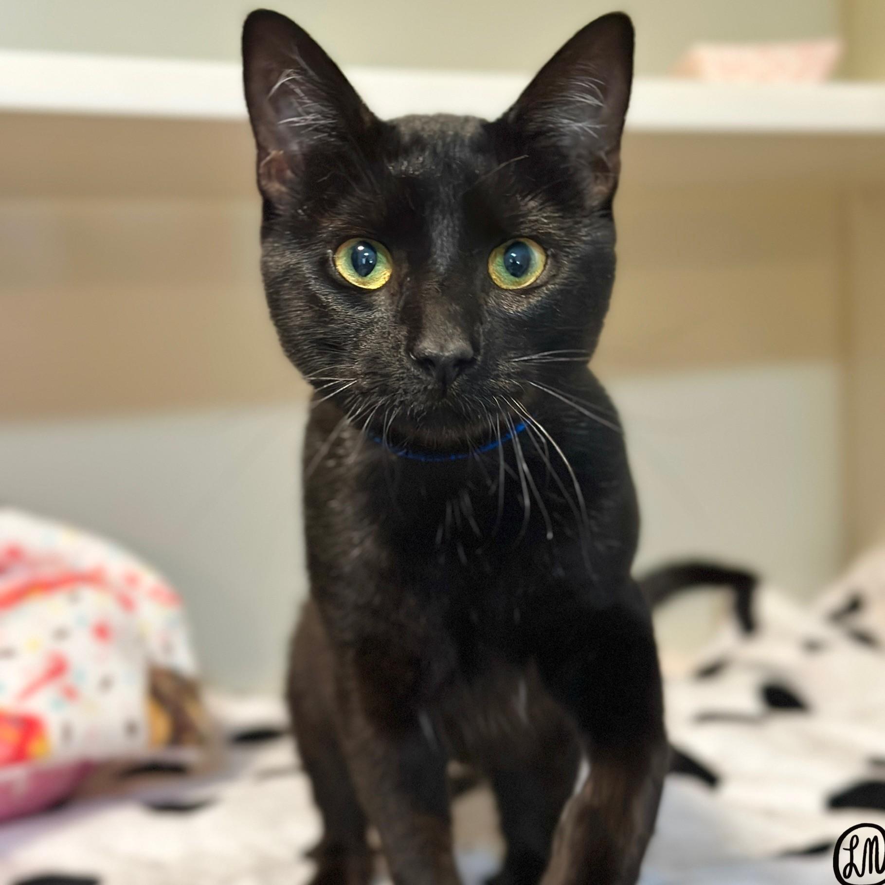 Enlarge Finn, a Adopted Domestic Short Hair in Victor, NY image 3/3