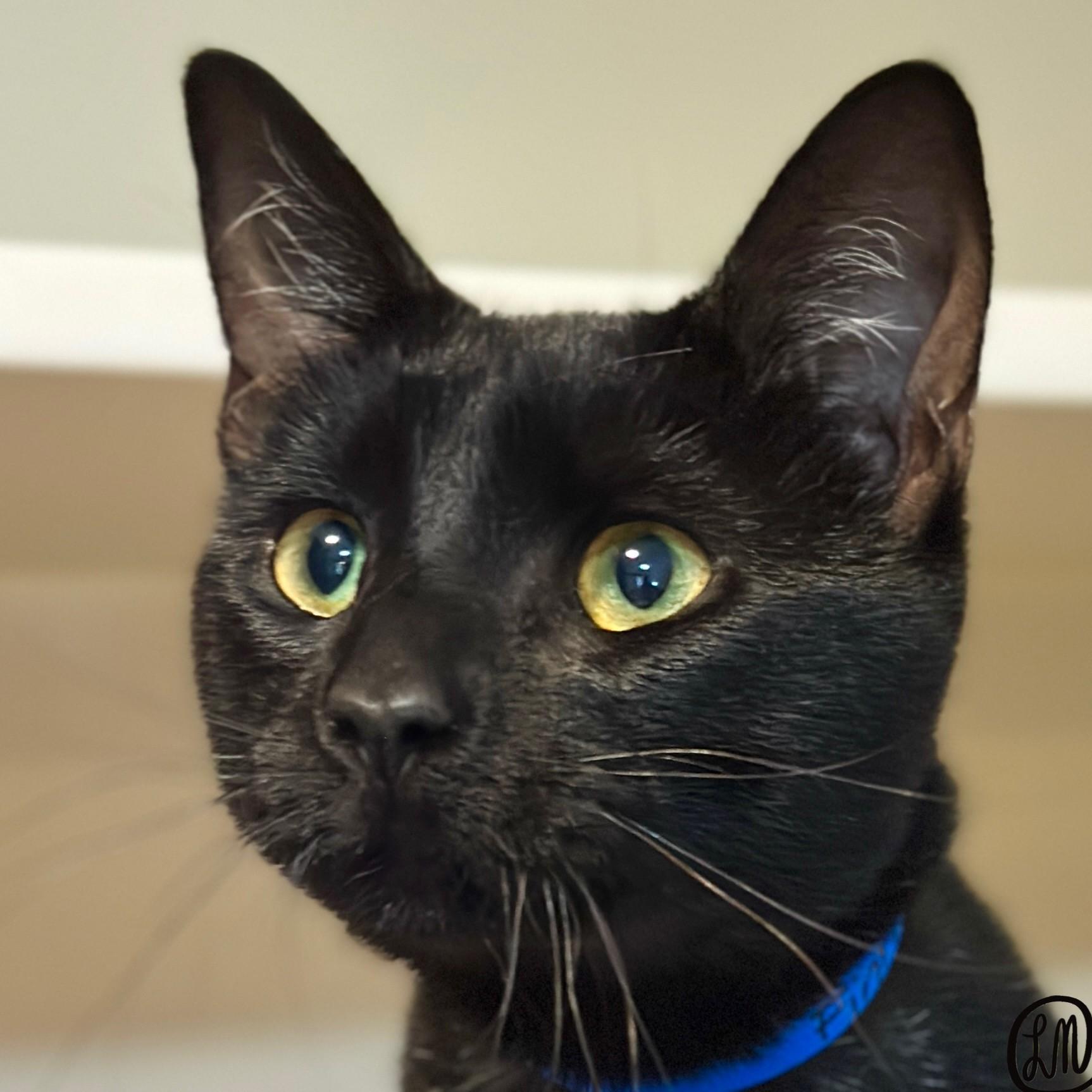 Enlarge Finn, a Adopted Domestic Short Hair in Victor, NY image 2/3