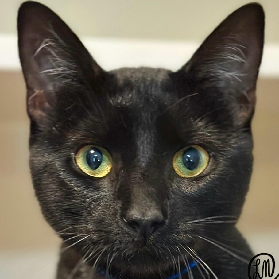 Enlarge Finn, a Adopted Domestic Short Hair in Victor, NY image 1/3