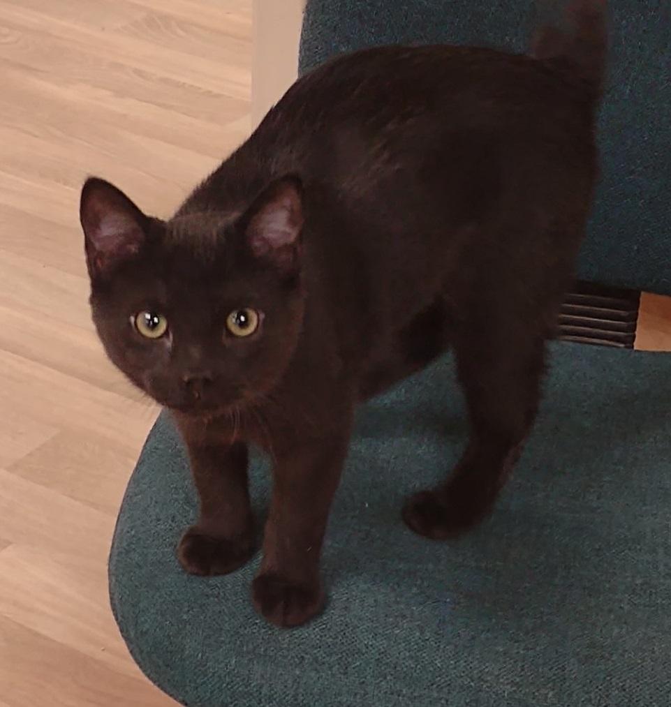 Enlarge Midget, an adopted mixed breed in Montour Falls, NY image 4/4