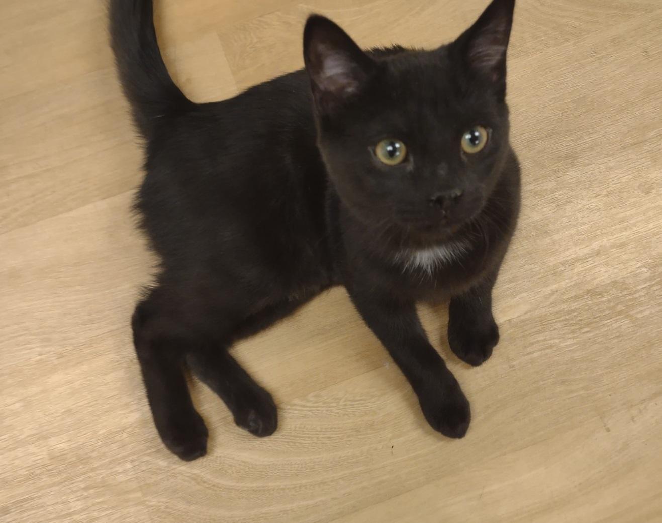 Midget, adopted, Kitten Female Bombay & Domestic Short Hair.