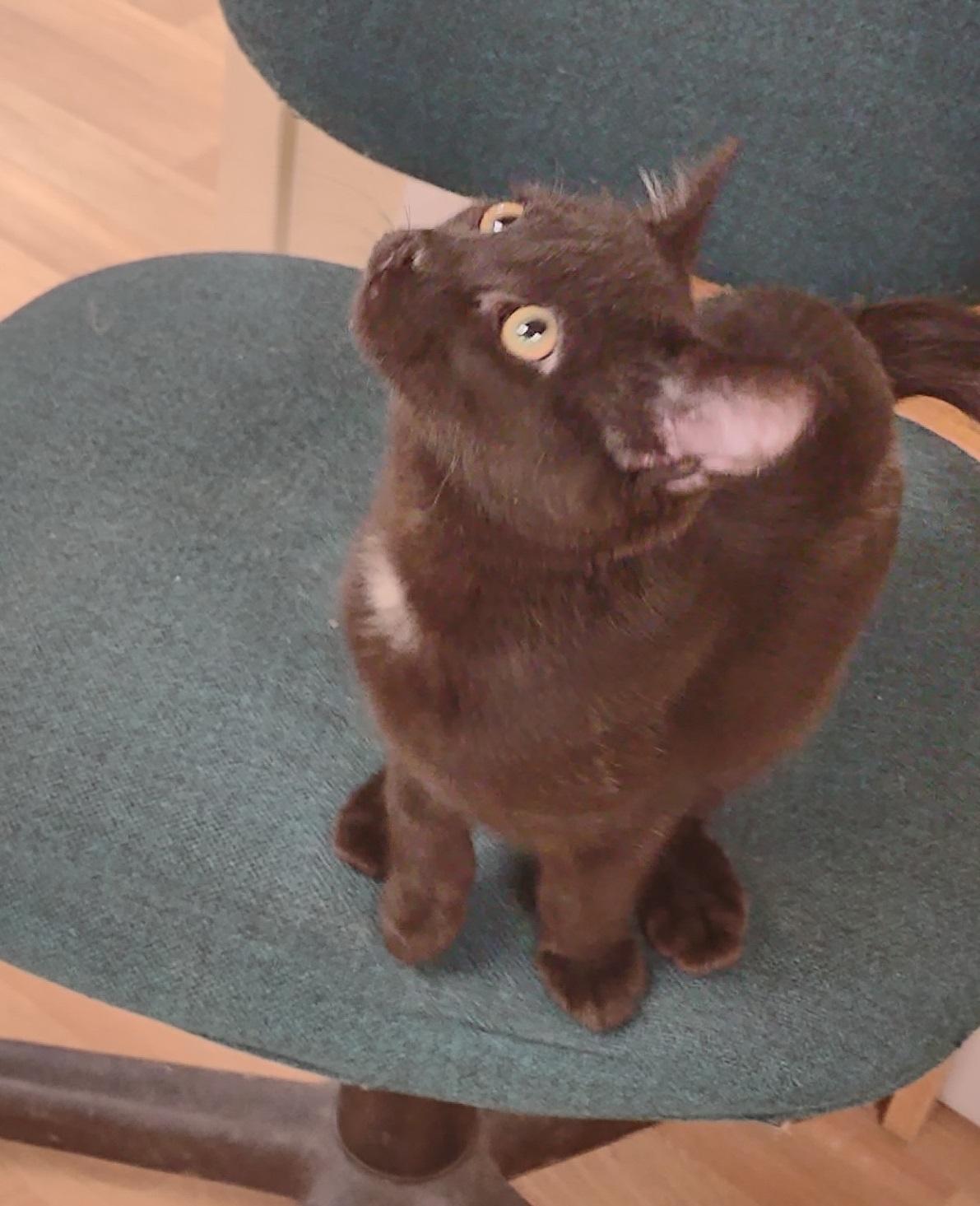 Enlarge Midget, an adopted mixed breed in Montour Falls, NY image 2/4