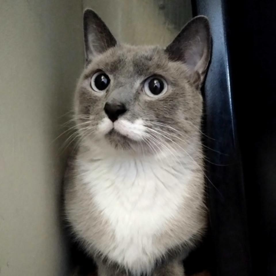 Peanut, Adoptable, Adult Male Domestic Short Hair.