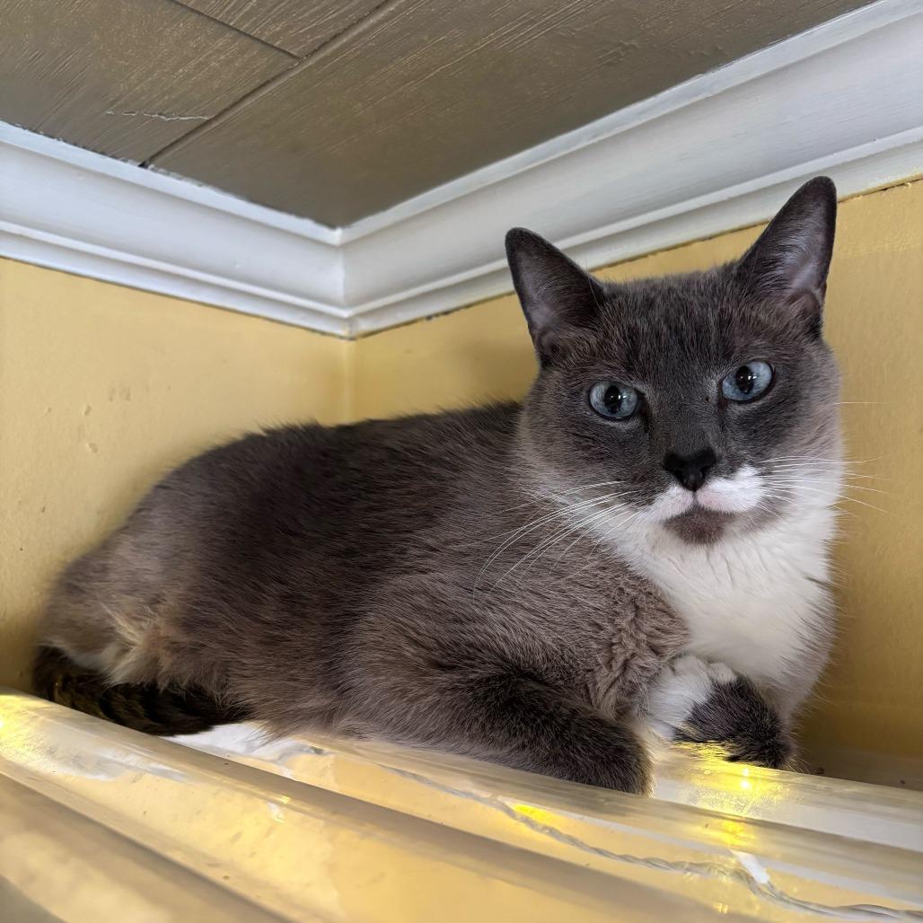 Enlarge Peanut, a Adoptable Domestic Short Hair in Carencro, LA image 2/2