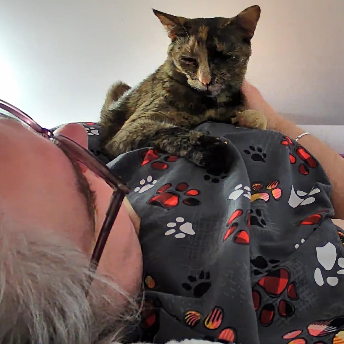 Enlarge Miley, a Adoptable Tortoiseshell in Fairborn, OH image 4/6