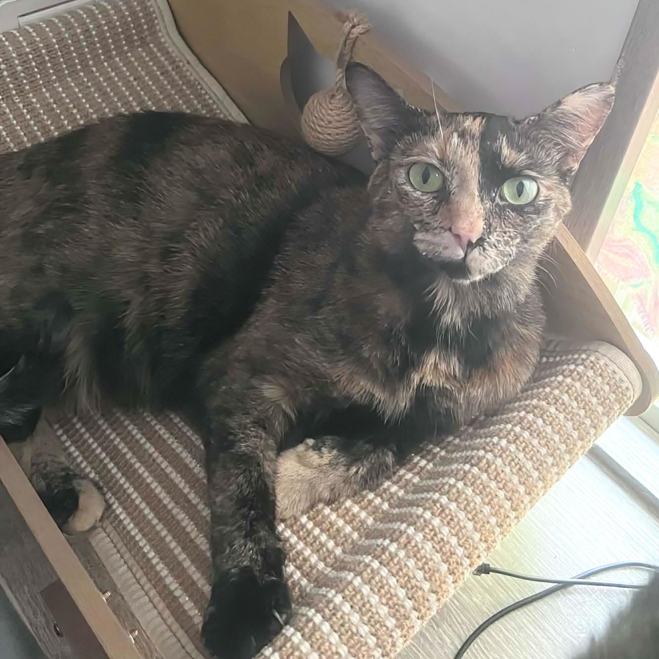 Enlarge Miley, a Adoptable Tortoiseshell in Fairborn, OH image 5/6