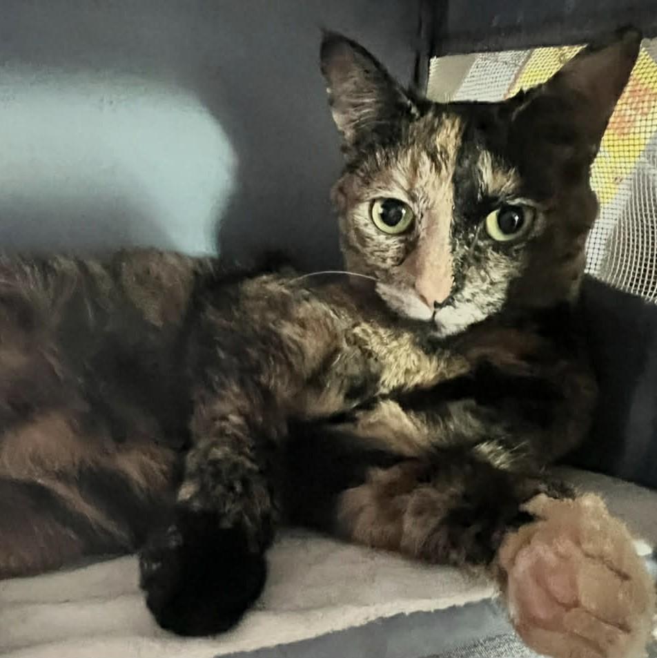 Enlarge Miley, a Adoptable Tortoiseshell in Fairborn, OH image 3/6