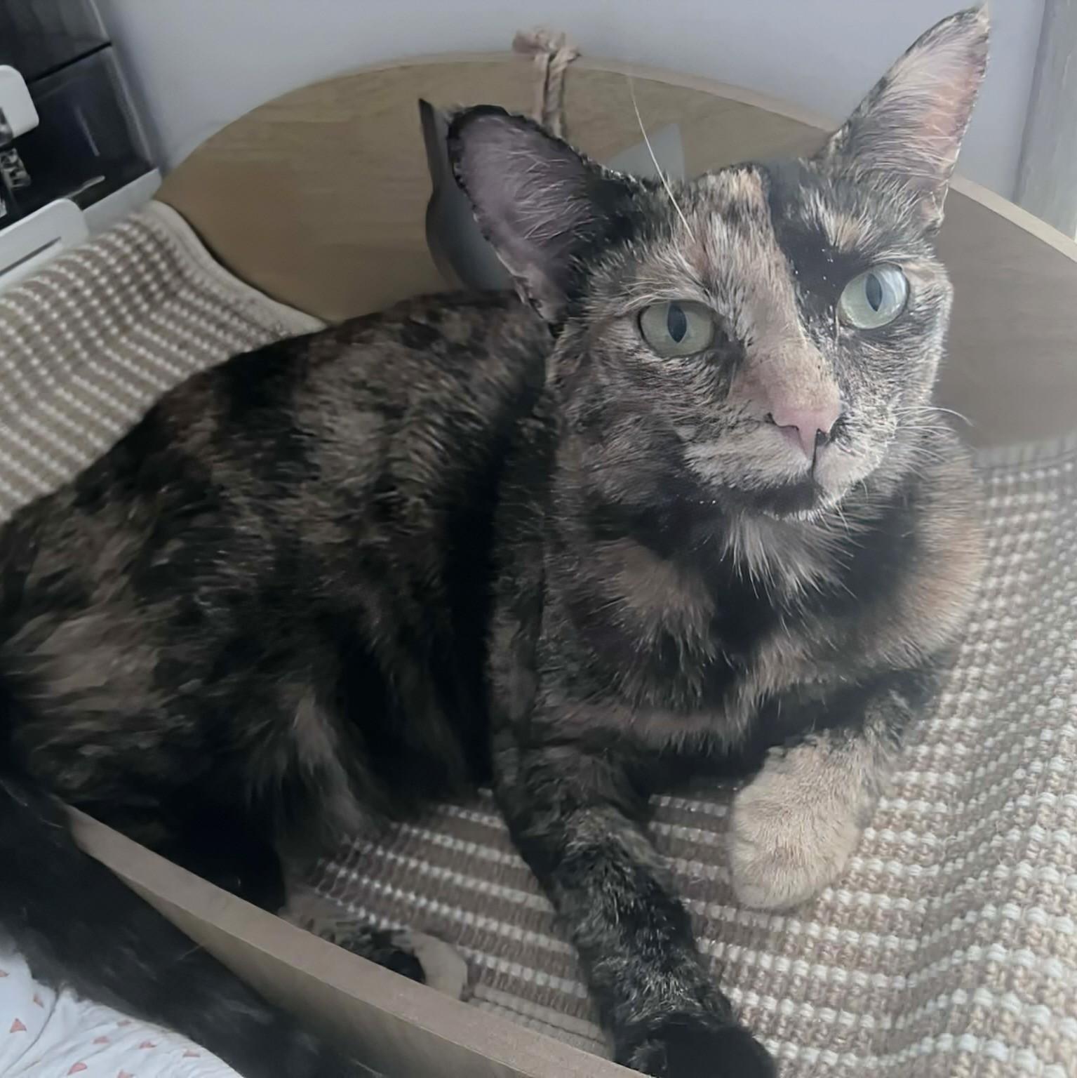 Enlarge Miley, a Adoptable Tortoiseshell in Fairborn, OH image 1/6